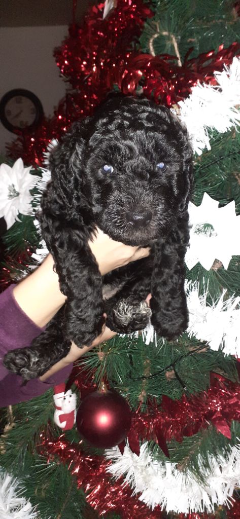 Chiot Barbet Du Royaume De Laurel Et Hardy